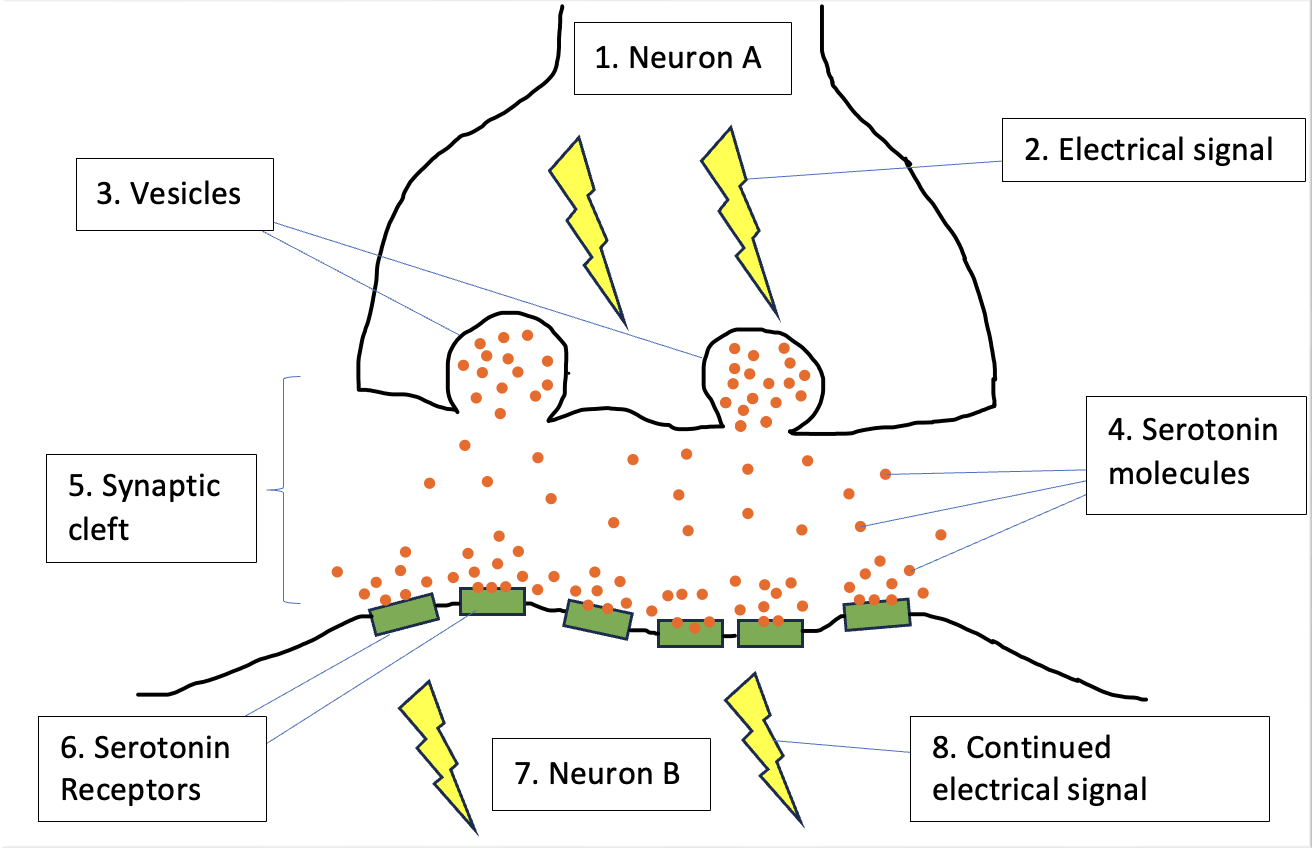 SSRIs, Neurotransmission