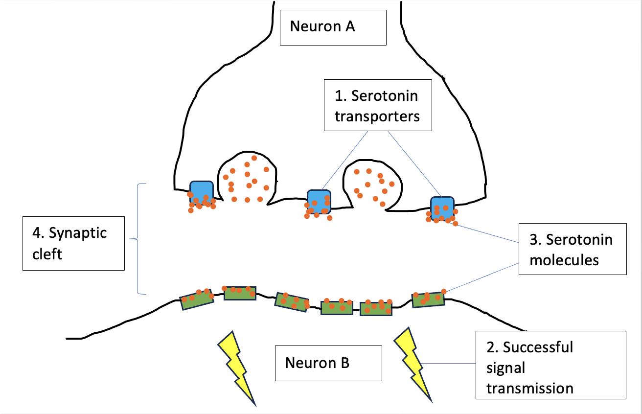 SSRIs Neurotransmission