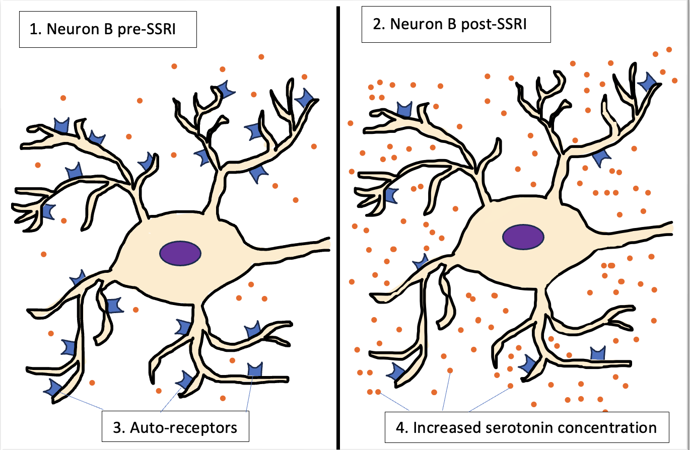 How do SSRIs work?